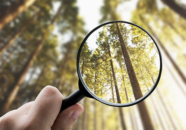 hand holding magnifying glass looking at forest